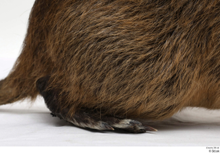 Nutria foot 0021.jpg